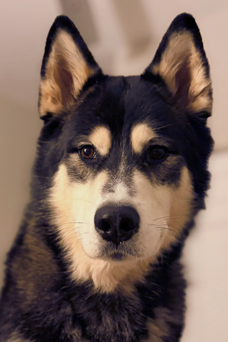 P.S.D. Sirius — Alaskan Malamute
