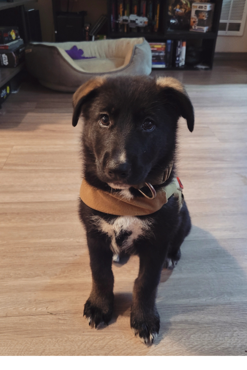 gsd puppy