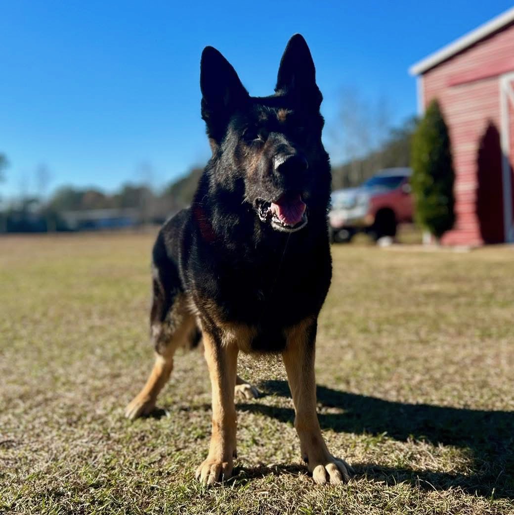 Nitro K-9 training session